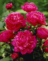 Без бренда «2KMB-4036» в Улан-Удэ