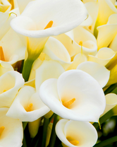 Без бренда «Белые каллы» в Улан-Удэ