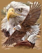 Без бренда «Коробка 20 шт: Орёл крупным планом» в Улан-Удэ