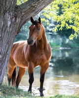 Без бренда «Коробка 20 шт: Лошадь у дерева» в Улан-Удэ