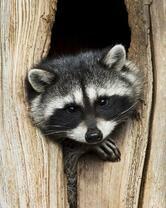 Без бренда «Енот в дупле» в Улан-Удэ