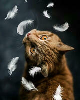 Без бренда «Кот среди перышек» в Улан-Удэ