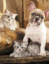Без бренда «Милый щенок французского бульдога и два котёнка» в Улан-Удэ в интернет-магазине  Без бренда «Милый щенок французского бульдога и два котёнка» в Улан-Удэ
