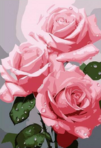 Три розовые розы в росе