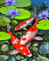 Карпы кои и голубые цветы