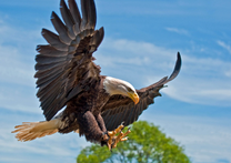 Хищный белоголовый орлан
