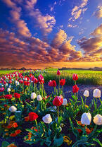 Без бренда «Поле тюльпанов под облачным небом» в Улан-Удэ в интернет-магазине  Без бренда «Поле тюльпанов под облачным небом» в Улан-Удэ